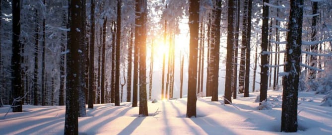 snowy day in the forest